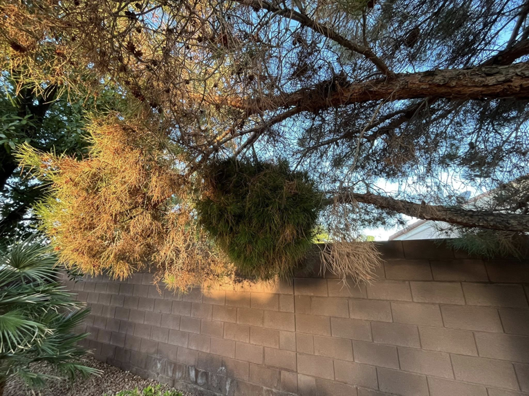 A tree showing dead branches and a large growth, requiring professional pruning from Green Man Tree Service in Las Vegas, NV.