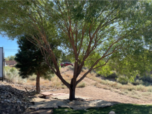 A large tree showing fresh cuts on its branches from recent pruning by Green Peak Landscaping LLC in Kaysville, UT.