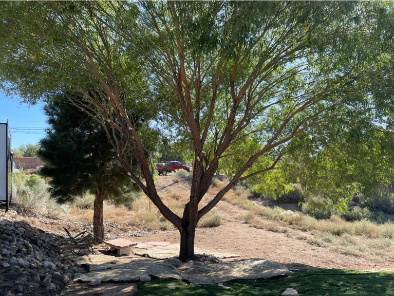 A large tree showing fresh cuts on its branches from recent pruning by Green Peak Landscaping LLC in Kaysville, UT.