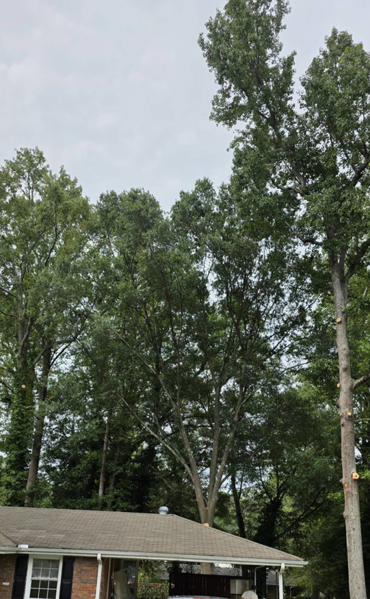 A tall tree showing freshly cut branches from recent trimming or pruning work by Treevol Service LLC in Gwinnett, Atlanta, GA.