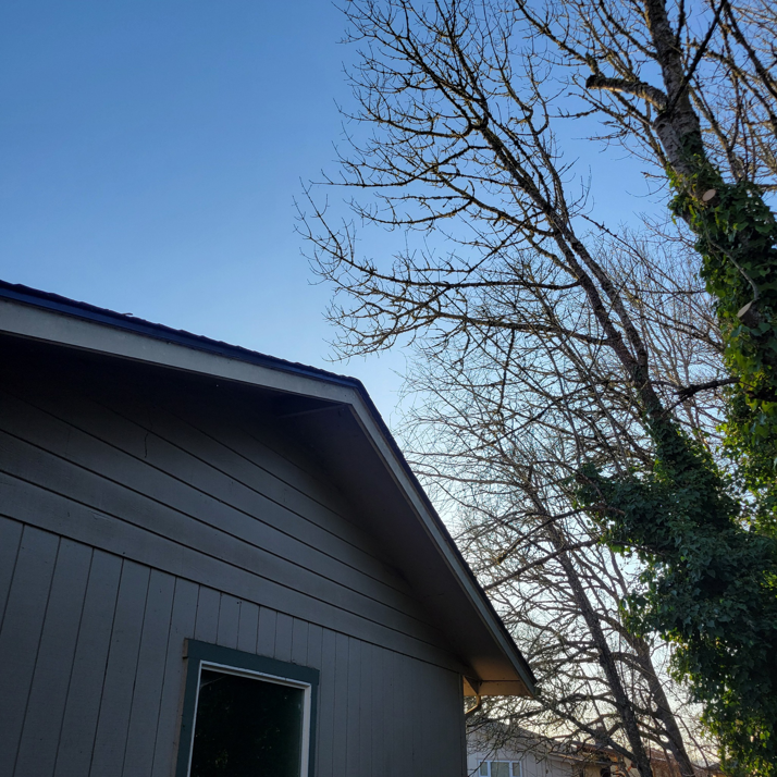 A tree with ivy and bare branches, showing a fresh cut on its trunk, serviced by Shaeffer Tree Solutions LLC in Eugene, OR.