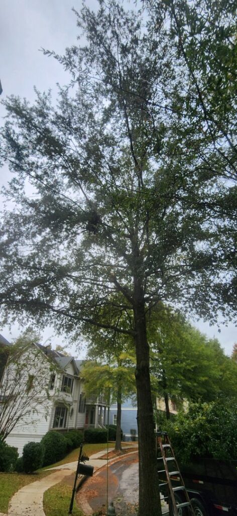 A tall tree with a ladder leaning against it, indicating tree service work in progress by Joshua Tree Service in Smyrna, GA.