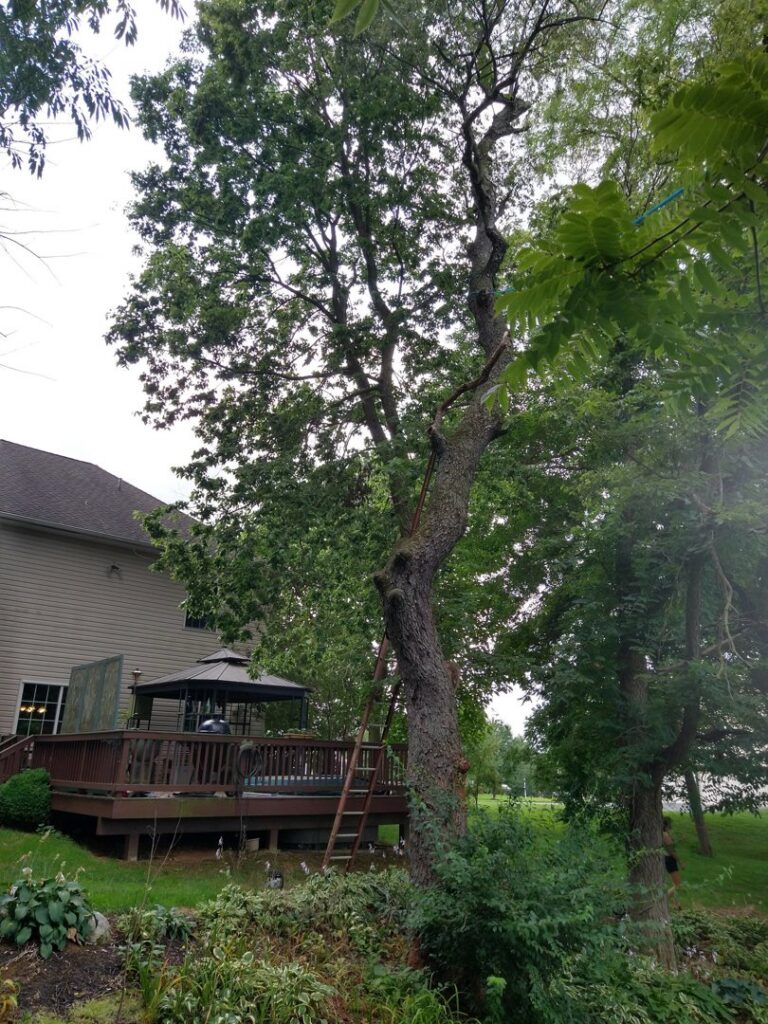 A tall tree with a ladder and rope system set up for professional tree trimming or removal by Rustyn Page Landscaping in Harrisburg, PA.