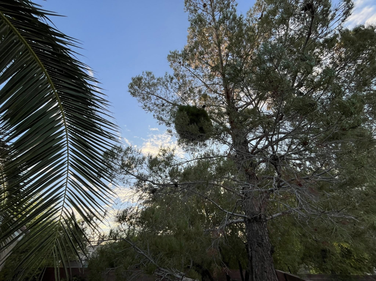 A large tree with a significant growth in its canopy, indicating a need for tree service from Green Man Tree Service in Las Vegas, NV.
