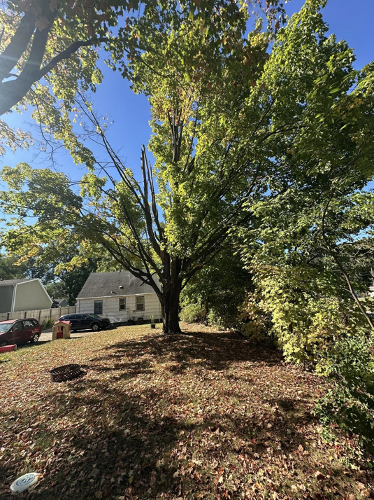 A large tree with visible pruned branches after professional trimming by Double E Tree Service in South Bend, IN.