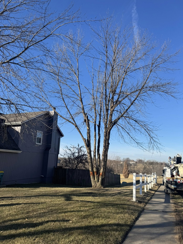 A large bare tree with red marks on its trunk, indicating tree trimming or removal work by Affordable Treefellers in Shawnee, KS.