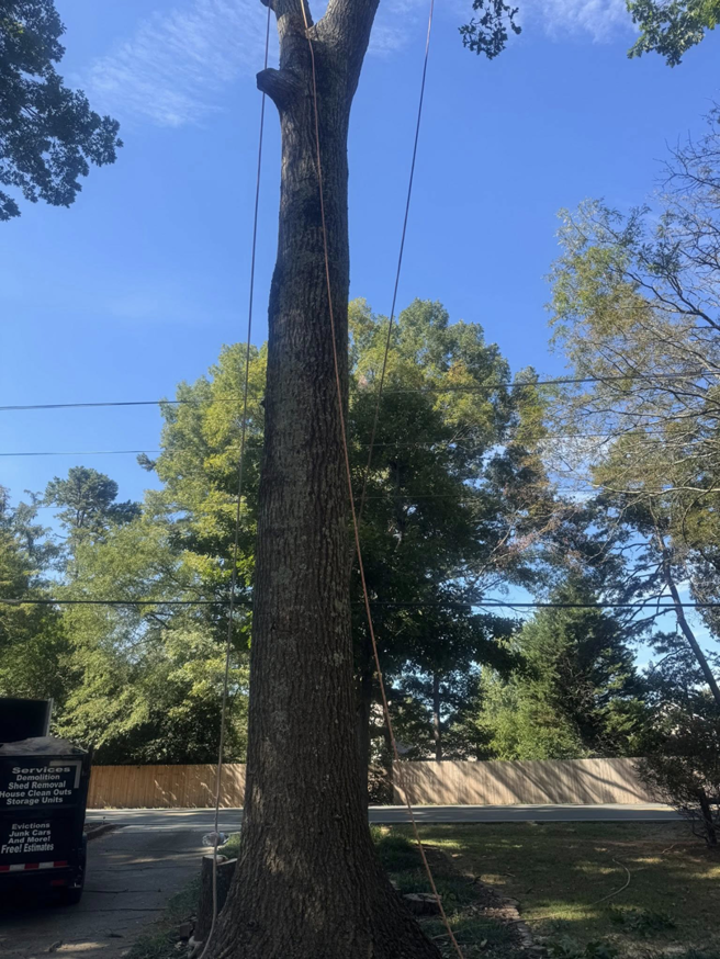 A tall tree with ropes attached, indicating preparation for removal or trimming by Diaz Tree Service in Charlotte, NC.