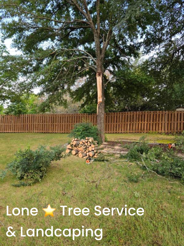 A tree with a large split in its trunk and cut logs on the ground, indicating tree removal or trimming by Lone Star Tree Service & Landscaping in Fort Worth, TX.
