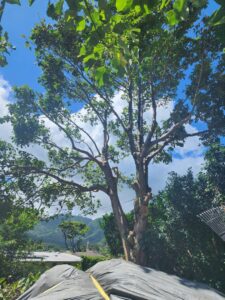 A large tree with many branches recently trimmed, and a protective tarp on the ground, showing work by ALOHA TREE CARE in Meridian, ID.
