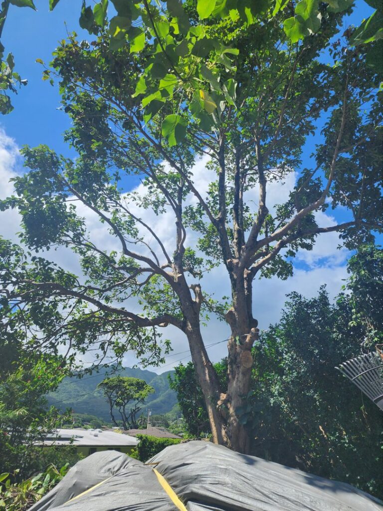 A large tree with many branches recently trimmed, and a protective tarp on the ground, showing work by ALOHA TREE CARE in Meridian, ID.