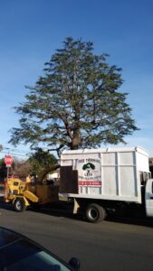 A tree worker in safety gear standing next to a freshly trimmed large palm tree trunk, after completing services for Tree Trimming 4 Less in Los Angeles, CA.