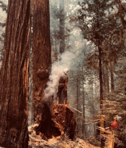 A tree worker from Wild Roots Arborist assessing a large, possibly burnt tree with smoke in a forest in Fayetteville, AR.