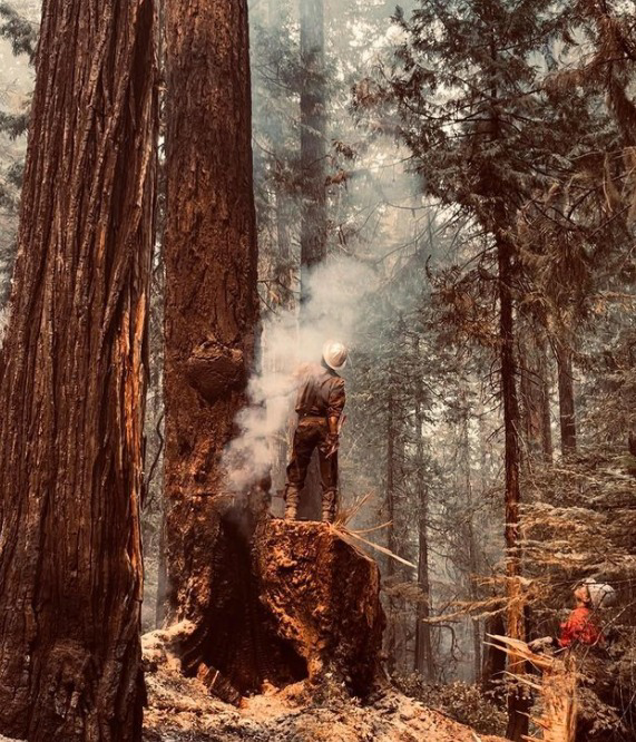 A tree worker from Wild Roots Arborist assessing a large, possibly burnt tree with smoke in a forest in Fayetteville, AR.
