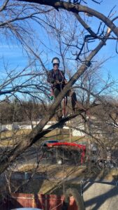 A tree worker from Slim's Tree Care in safety gear, secured with ropes, high in a bare tree for trimming or removal in West Fargo, ND.