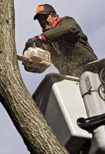 A tree worker in a bucket lift using a chainsaw to trim branches, provided by Expert Tree Service in San Diego, CA.