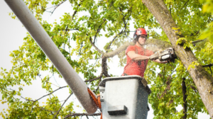 A tree worker in a bucket lift using a chainsaw for Tree Removal Washington in Seattle, WA