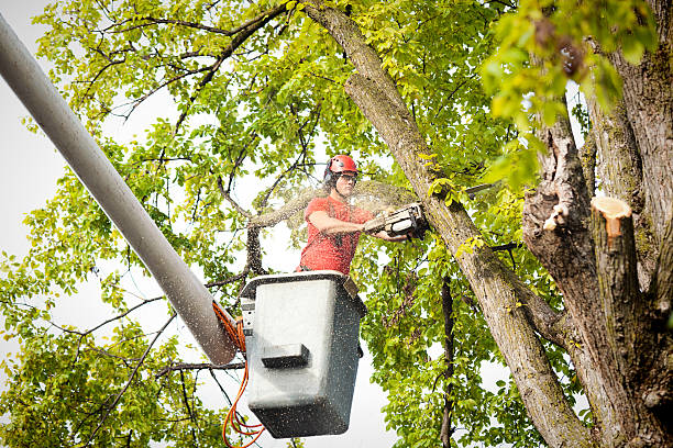 A tree worker in a bucket lift using a chainsaw to cut a tree for Glorioso Tree Service in Kansas City, MO.
