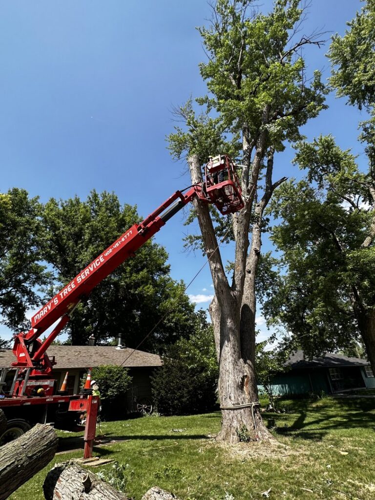 A tree worker in a bucket lift performing large tree removal services for Marv's Tree Service in Omaha, NE.