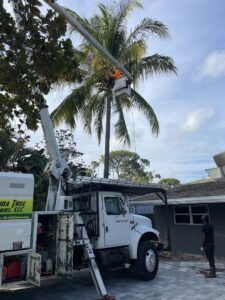 A tree worker in a bucket lift performing palm tree trimming services for Florida Tree Cutters in Fort Lauderdale, FL