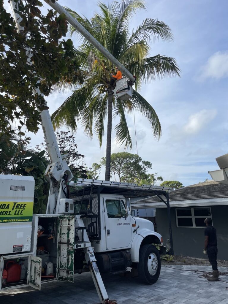 A tree worker in a bucket lift performing palm tree trimming services for Florida Tree Cutters in Fort Lauderdale, FL