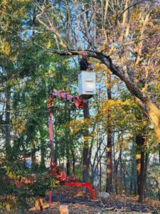 A tree service worker in a bucket lift performing tree trimming high in the canopy for Ethical Tree Services in Woonsocket, RI.