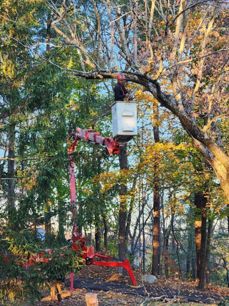 A tree service worker in a bucket lift performing tree trimming high in the canopy for Ethical Tree Services in Woonsocket, RI.