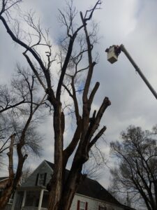 A tree worker in a bucket lift trimming a tall tree for Ole' Smokey's Tree Service in Knoxville, TN.