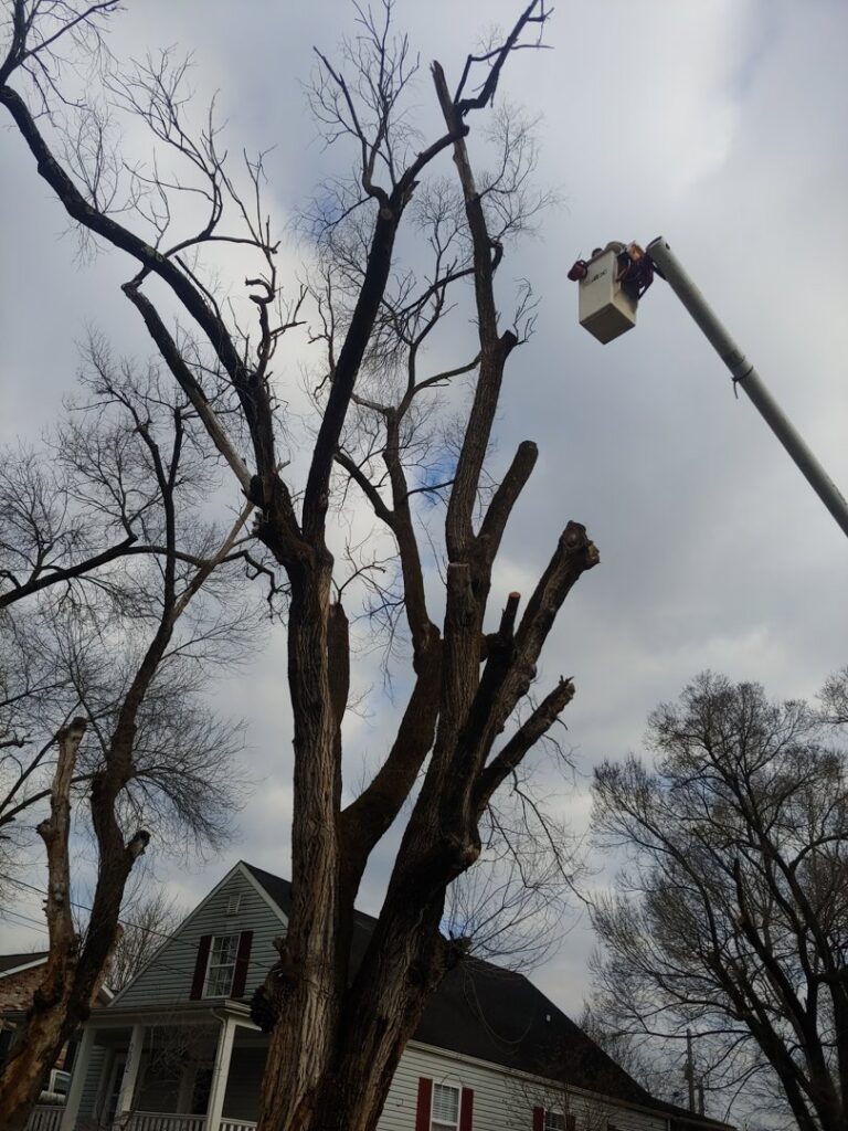 A tree worker in a bucket lift trimming a tall tree for Ole' Smokey's Tree Service in Knoxville, TN.
