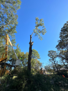 A tree worker in a bucket lift trimming a tall tree for Johnson & Sons Tree Service in Memphis, TN.