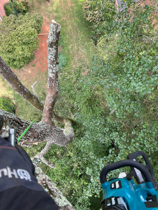 A tree worker using a chainsaw to cut a branch during service by Tony's Tree Service LLC in York, SC