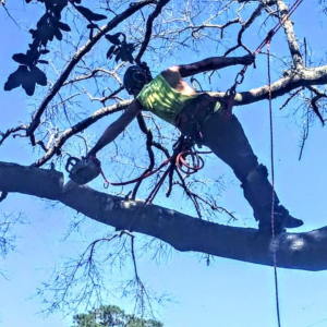 A tree worker suspended in a tree, using a chainsaw to remove a large branch for Climbing High Tree Specialists, LLC in Biloxi, MS.