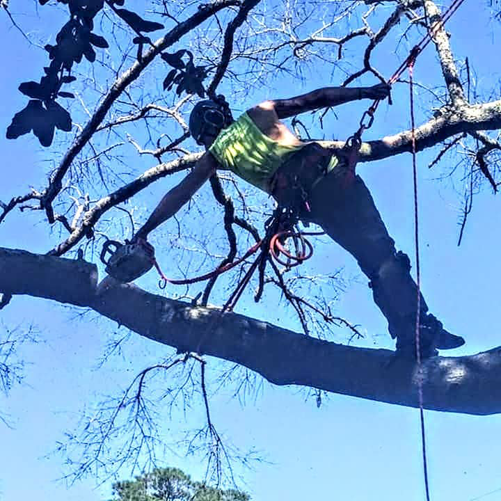 A tree worker suspended in a tree, using a chainsaw to remove a large branch for Climbing High Tree Specialists, LLC in Biloxi, MS.
