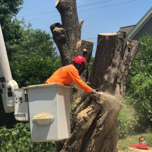 A tree service worker using a chainsaw from a bucket lift to remove a tree at Robles Tree Service in Detroit, MI.