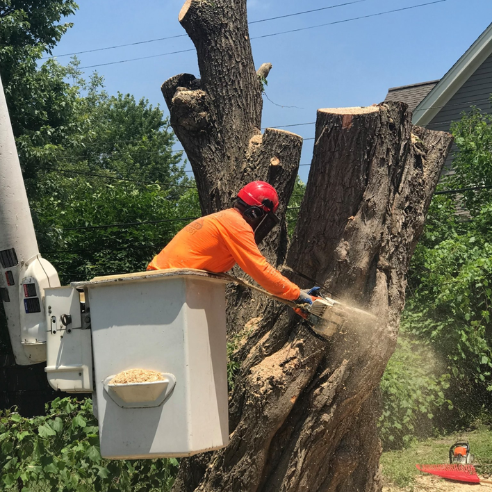 A tree service worker using a chainsaw from a bucket lift to remove a tree at Robles Tree Service in Detroit, MI.