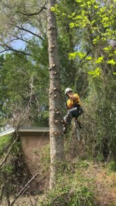 A tree worker with a chainsaw climbing a tall tree with pruning cuts, performing services for Top Notch Tree Service in Pocatello, ID.