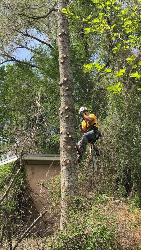 A tree worker with a chainsaw climbing a tall tree with pruning cuts, performing services for Top Notch Tree Service in Pocatello, ID.