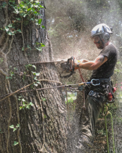A tree worker uses a chainsaw to cut a tree trunk, performing tree service for 4M Tree Service in Knoxville, TN.