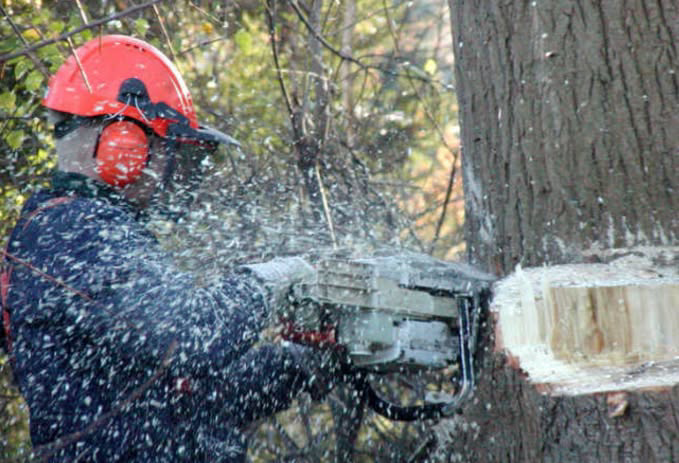 A tree worker in safety gear using a chainsaw to cut a tree, showcasing services by Expert Tree Service in San Diego, CA.
