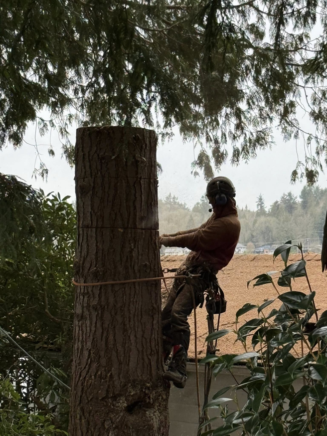 A tree worker using a chainsaw to cut a large tree trunk section while harnessed for Snohomish Tree Company LLC in Everett, WA.