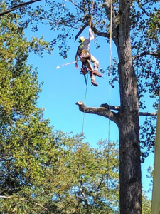 A skilled tree worker using a chainsaw high in a tree for Full Throttle Tree Service in Douglasville, GA