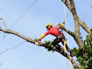 A tree worker in safety gear using a chainsaw to prune a large branch for Alex's Tree Services in Seattle, WA.