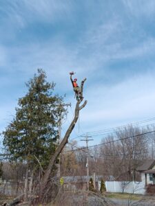 A tree worker at the top of a partially removed tree, holding a chainsaw, demonstrating skilled tree removal by S&D Tree Service LLC in Schenectady, NY.