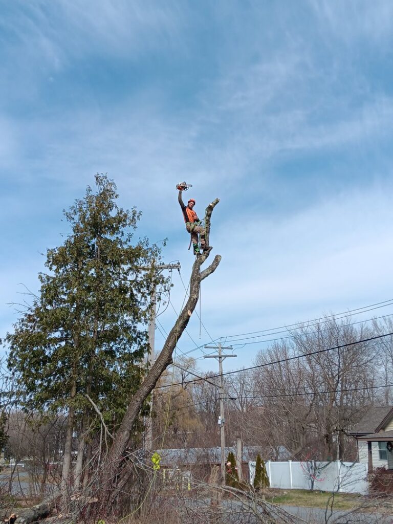 A tree worker at the top of a partially removed tree, holding a chainsaw, demonstrating skilled tree removal by S&D Tree Service LLC in Schenectady, NY.
