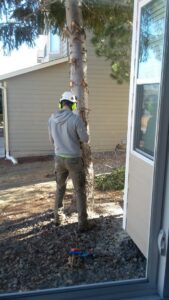 A Tree Artisans worker with a chainsaw performing tree removal or trimming, with wood chips on the ground in Colorado Springs, CO.