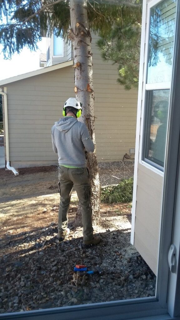 A Tree Artisans worker with a chainsaw performing tree removal or trimming, with wood chips on the ground in Colorado Springs, CO.