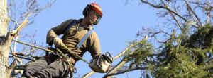 A tree worker in safety gear using a chainsaw for tree removal or trimming services by Treeco Tree Care in Kenner, LA.