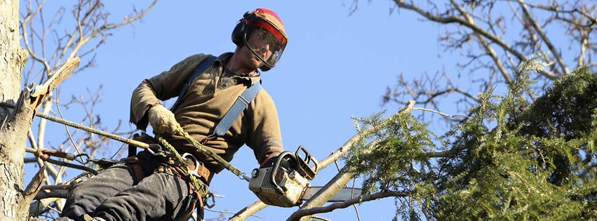A tree worker in safety gear using a chainsaw for tree removal or trimming services by Treeco Tree Care in Kenner, LA.