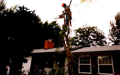 A tree worker from Tom's Lawn and Tree Care using a chainsaw to trim a branch in Colorado Springs, CO.