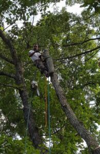 A tree service worker with a chainsaw high in a tree, performing trimming for Sharp Tree Service in Cumming, GA.