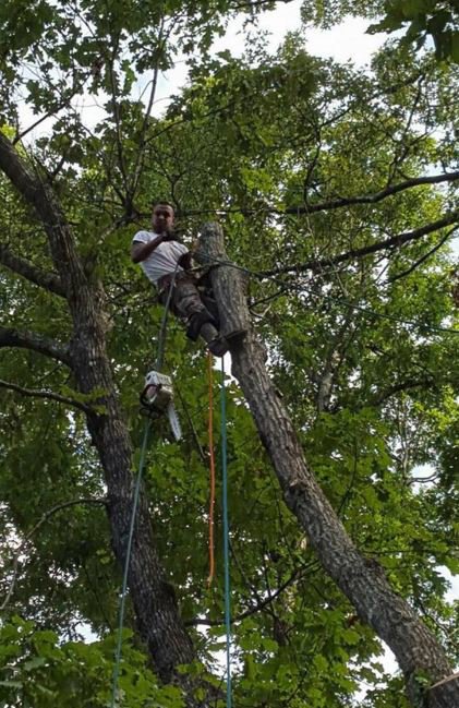 A tree service worker with a chainsaw high in a tree, performing trimming for Sharp Tree Service in Cumming, GA.